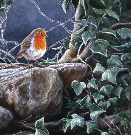 Winters Friend 11 - Robin - Limited Edition Print By Jeremy Paul