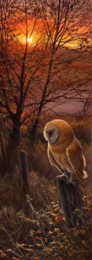 Winters Sun - Barn Owl