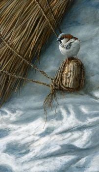 Old Thatch - House Sparrow - Limited Edition Print By Jeremy Paul  