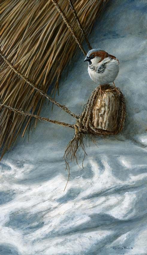 Old Thatch - House Sparrow -  Limited Edition Art Print By Jeremy Paul  