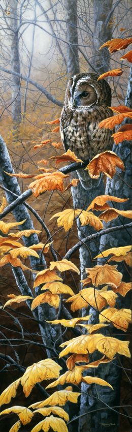 Colours Of Autumn - Tawny Owl