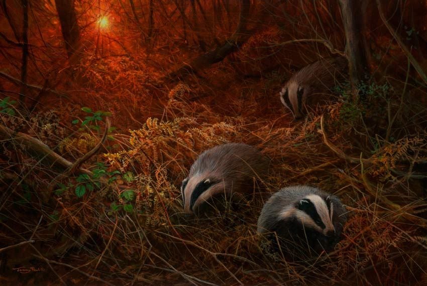 Sunset Foraging Badgers - Limited Edition Print By Jeremy Paul
