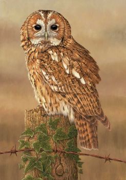 Tawny Owl On Look Out - Limited Edition Print By Robert E Fuller