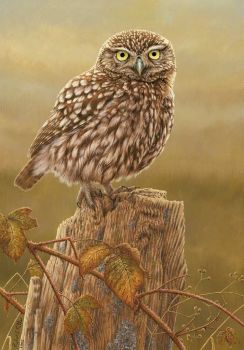 Little Owl In Evening Light - Limited Edition Print By Robert E Fuller