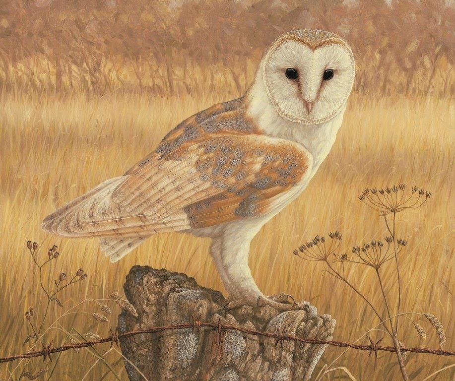 Barn Owl At Rest - Limited Edition Print By Robert E Fuller