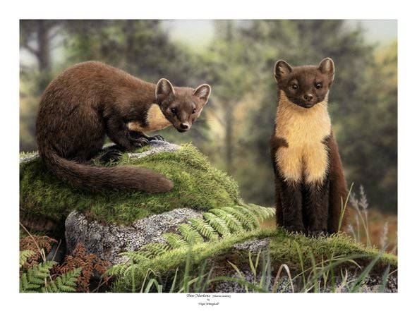 Pine Martens - Limited Edition Print By Nigel Artingstall