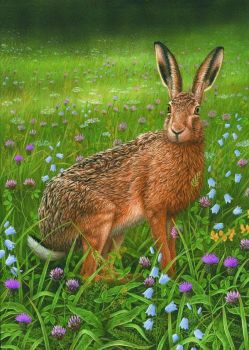 Hare In Wild Flowers - Limited Edition Print By Robert E Fuller