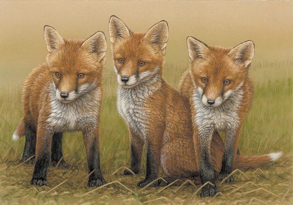 Three's Trouble - Red Fox Cubs - Limited Edition Print By Robert E Fuller