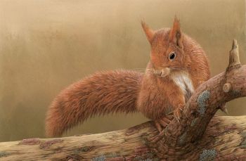 Squirrel Of Formby - Limited Edition Print By Robert E Fuller