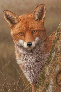 Fox At Dawn - Limited Edition Print By Robert E Fuller