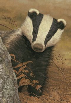 Badger On The Lookout - Limited Edition Print By Robert E Fuller