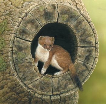 Sitting Pretty - Stoat - Limited Edition Print By Robert E Fuller