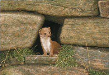 Weasel Wall - Limited Edition Print By Robert E Fuller