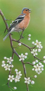 Chaffinch On Blackthorn - Limited Edition Print By Robert E Fuller