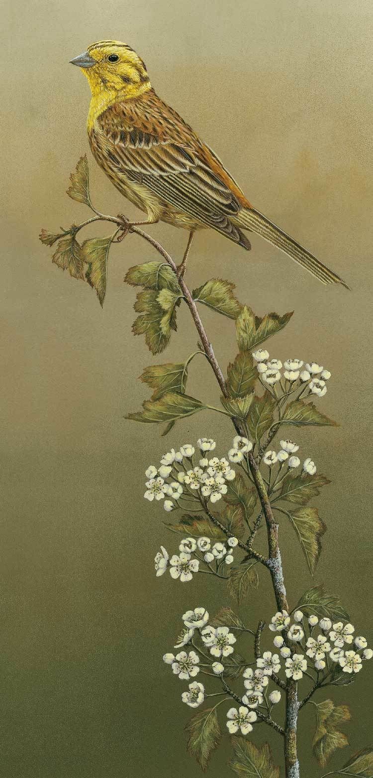 Yellowhammer