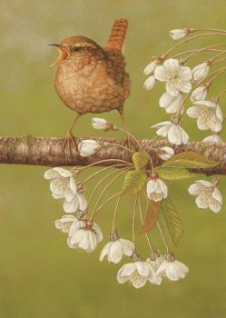 Wren On Cherry Blossom - Limited Edition Print By Robert E Fuller
