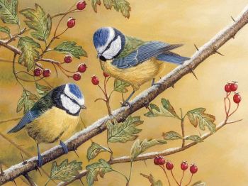 Blue Tits On Hawthorne - Limited Edition Print By Robert E Fuller