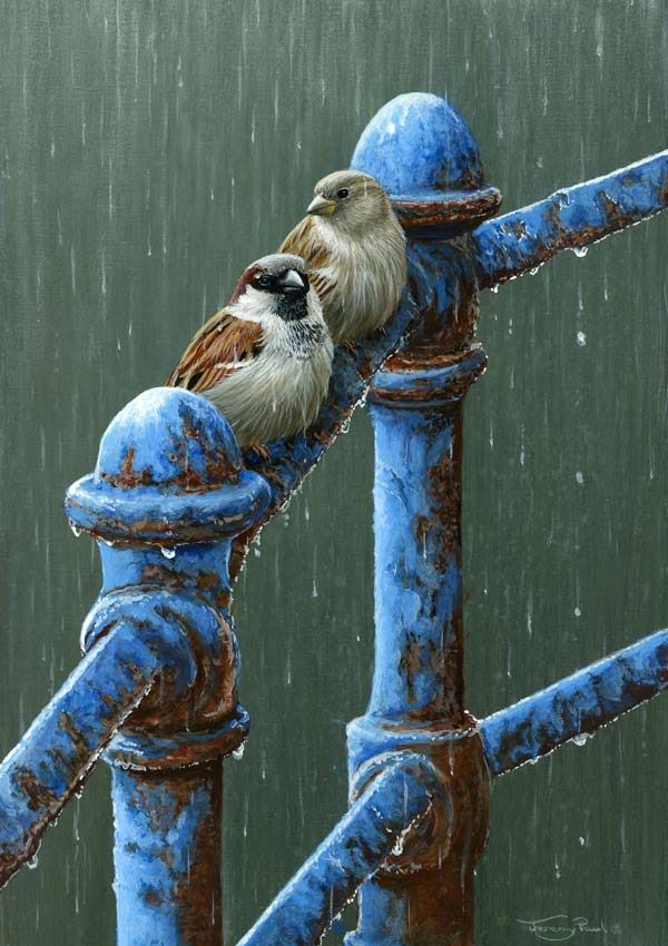 Rainy Day Blues - House Sparrow - Limited Edition Art Print By Jeremy Paul