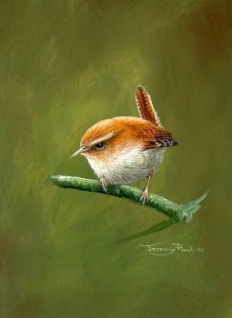 Wren Study - Limited Edition Print By Jeremy Paul