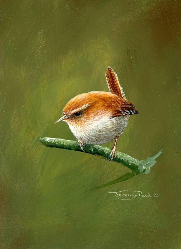 Wren Study