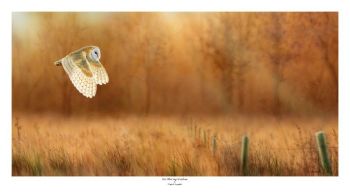 Over Evening Meadows - Barn Owl - Limited Edition Print By Nigel Artingstall
