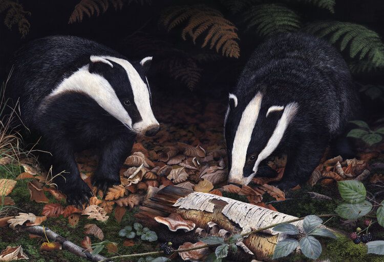 Badgers - Limited Edition Print By Nigel Artingstall