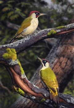 Green Woodpeckers - Limited Edition Print By Nigel Artingstall