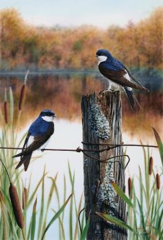 House Martins - Limited Edition Print By Nigel Artingstall