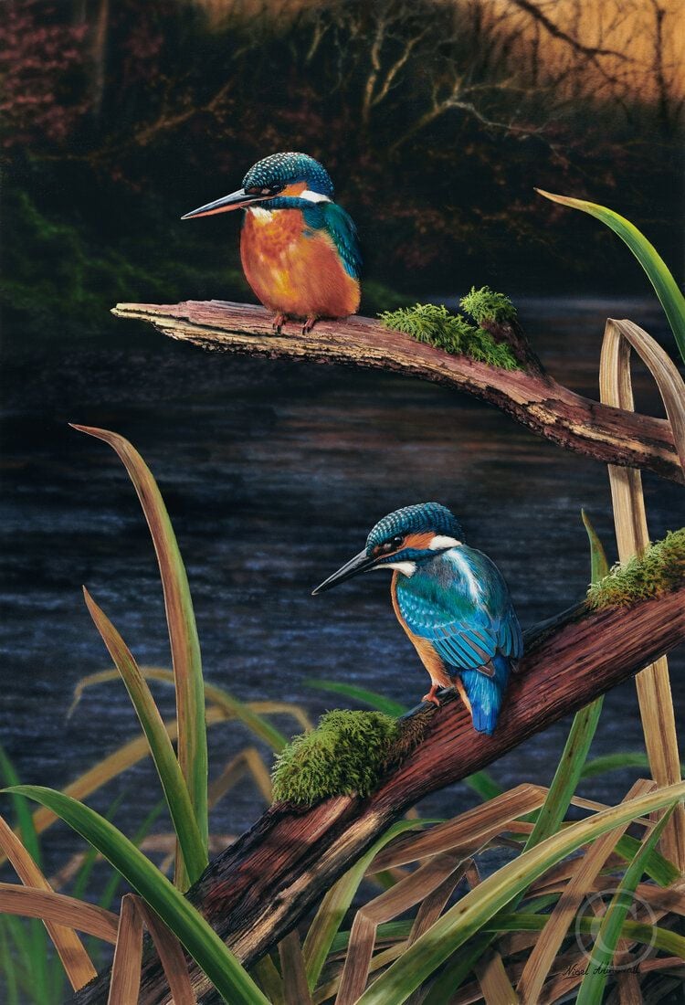 Kingfishers -  Limited Edition Art Print by Nigel Artingstall