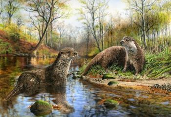Otters - Limited Edition Print By Nigel Artingstall
