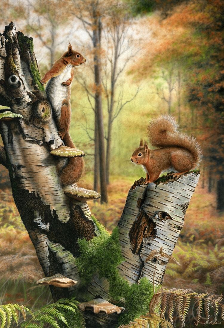 Red Squirrels - Limited Edition Art Print by Nigel Artingstall