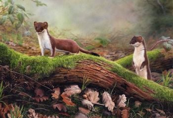 Woodland Hunters - Stoats - Limited Edition Print By Nigel Artingstall