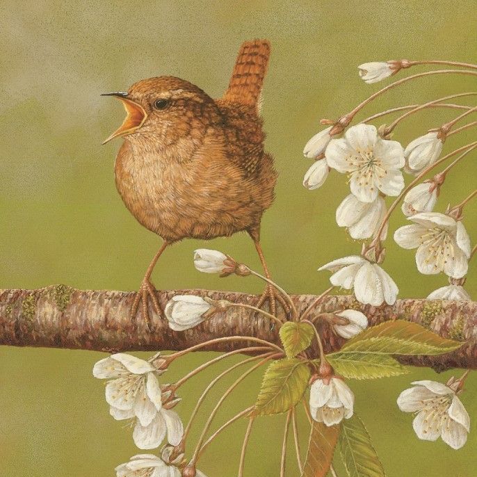<!-- 003 -->British Birds