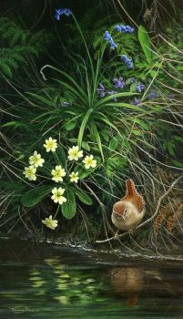 River Bank Wren - Limited Edition Print By Jeremy Paul