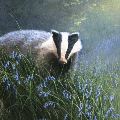 British Wildlife Artists Limited Edition Art Prints, Home & Gifts