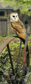 At The Old Barn - Barn Owl - Limited Edition Print By Nigel Artingstall