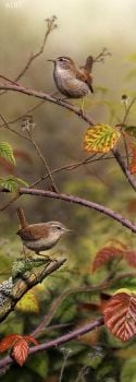Autumn Bramble - Wrens - Limited Edition Print By Nigel Artingstall