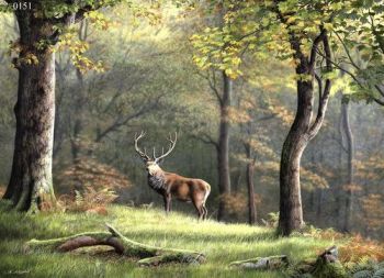 Autumn Red - Red Deer Stag - Limited Edition Print By Nigel Artingstall