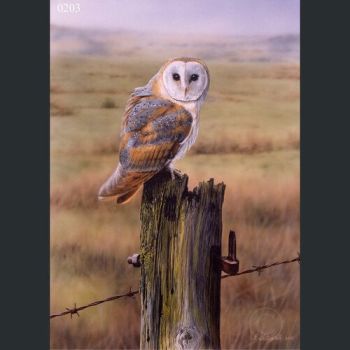 British Birds of Prey & Owls Identification A3 Poster, Art Print, Chart