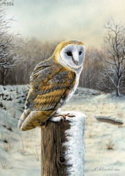 Barn Owl - Winter Scene - Limited Edition Print By Nigel Artingstall
