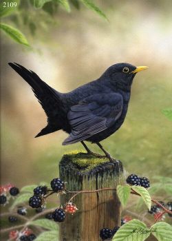 Blackbird - Limited Edition Print By Nigel Artingstall