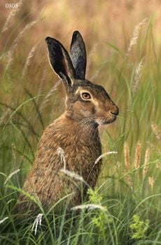 Brown Hare - Limited Edition Print By Nigel Artingstall