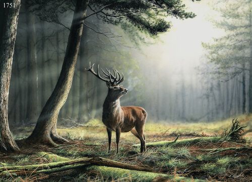 Caledonia Light - Red Deer Stag - Limited Edition Art Print By Nigel ...
