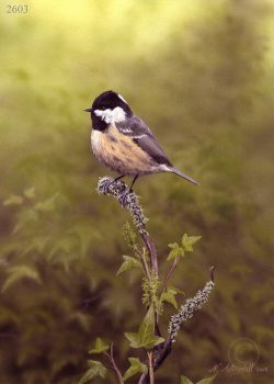 Coal Tit - Limited Edition Print By Nigel Artingstall
