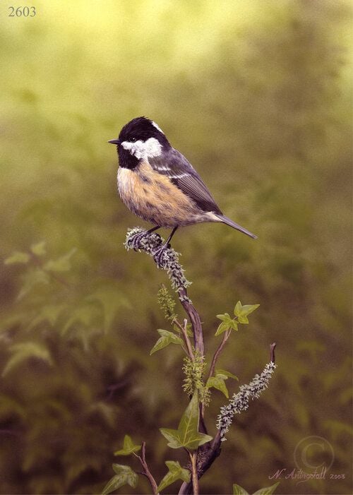Coal Tit - Limited Edition Print By Nigel Artingstall