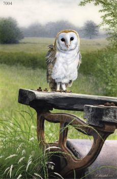 Corner Of The Meadow - Barn Owl - Limited Edition Print By Nigel Artingstall