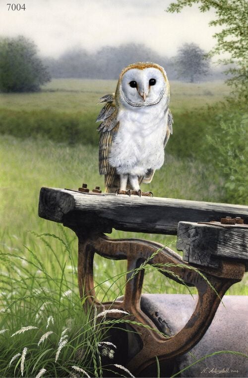 Corner Of The Meadow - Barn Owl - Limited Edition Print By Nigel Artingstal