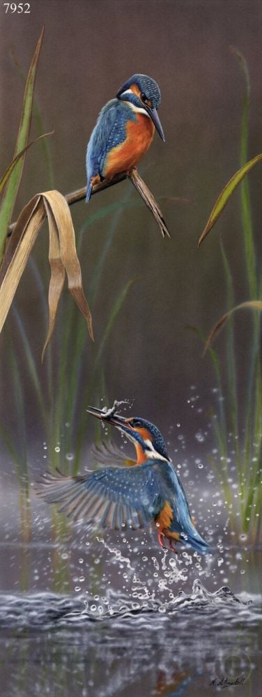 Fishing For Minnows - Kingfishers - Limited Edition Print By Nigel Artingstall