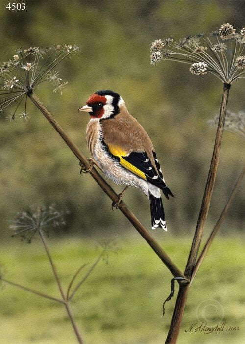 Goldfinch - Limited Edition Print By Nigel Artingstall
