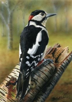 Great Spotted Woodpecker - Limited Edition Print By Nigel Artingstall
